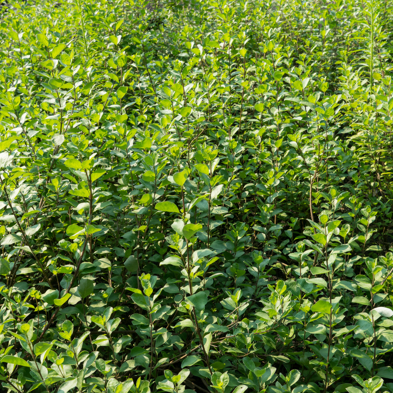 Laurier cerise Rotundifolia - Prunus laurocerasus Rotundifolia 100cm en pot