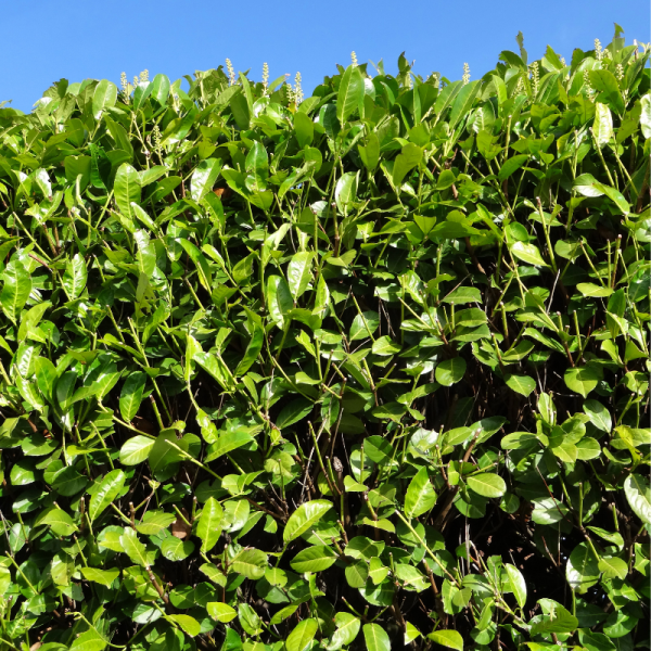 Laurier cerise Rotundifolia - Prunus laurocerasus Rotundifolia 40cm en pot