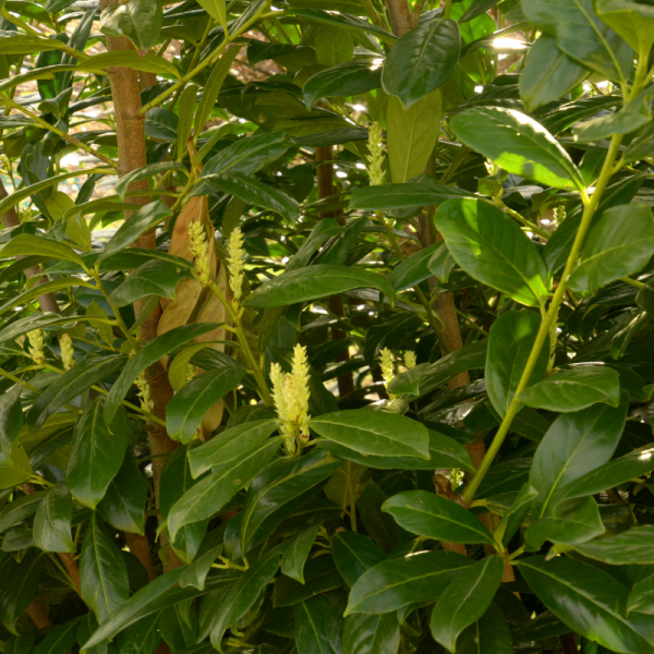 Laurier cerise Anbri - Prunus laurocerasus Anbri 80cm en pot