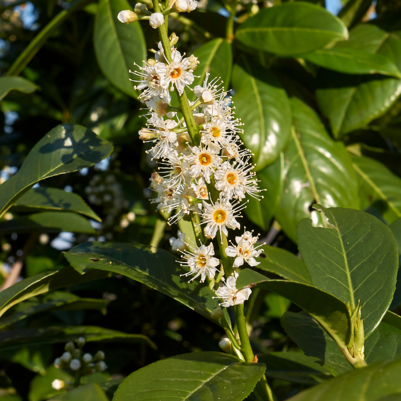 Laurier cerise Novita - Prunus laurocerasus Novita 100cm en pot