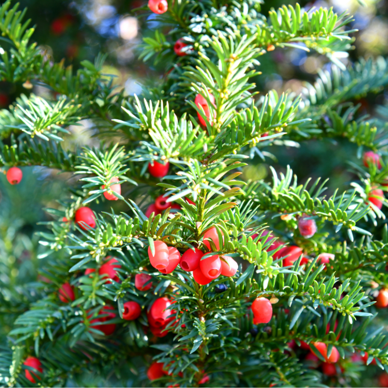 If à baies - Taxus baccata 60cm en pot