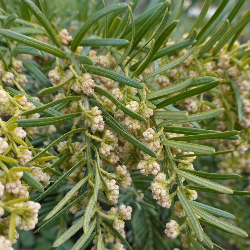 If à baies - Taxus baccata 80cm en pot