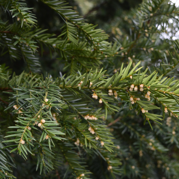 If à baies - Taxus baccata en pot 9cm en pot