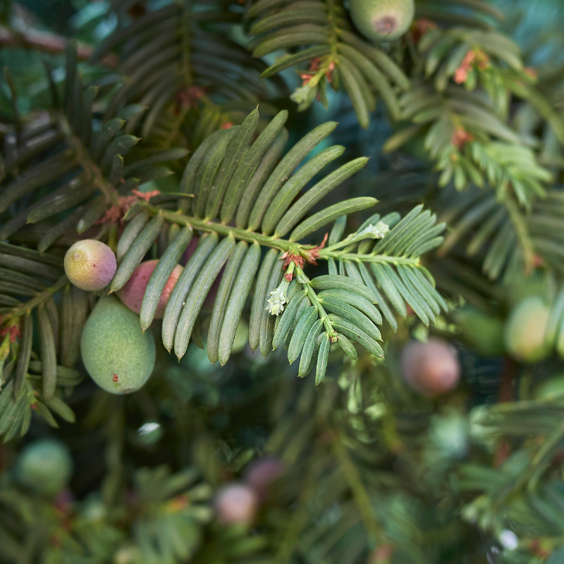 If commun - Taxus baccata 30cm Racines nues