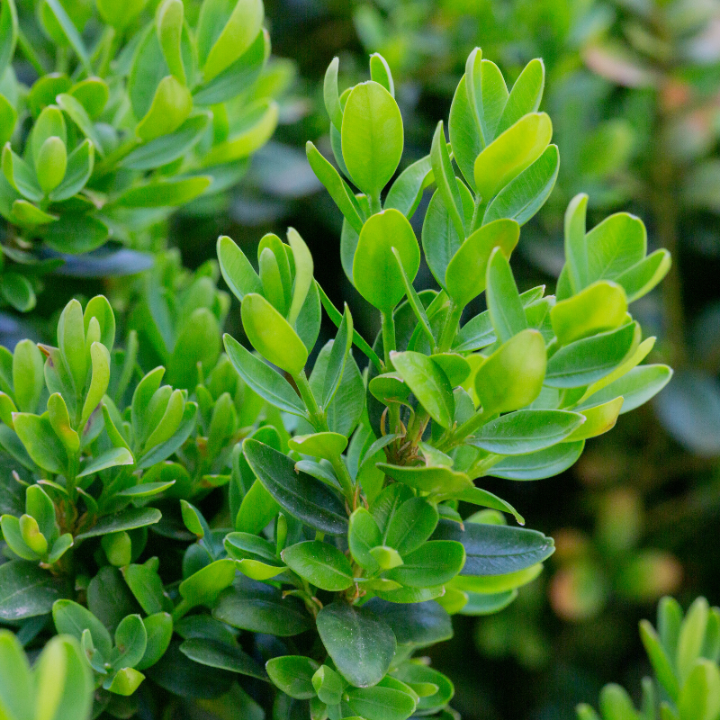 Buis commun - Buxus sempervirens 30cm Racines nues