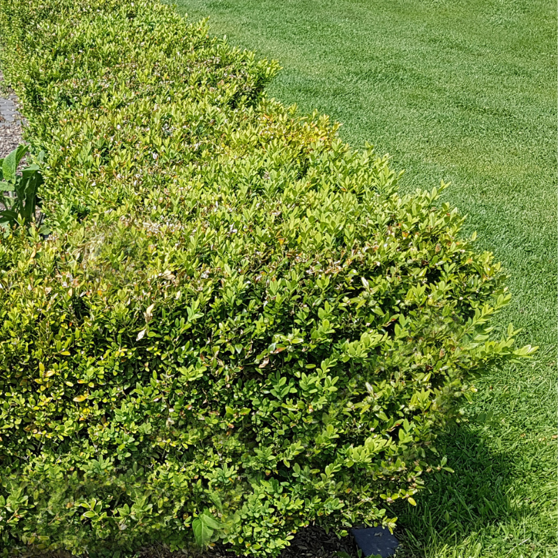 Buis commun - Buxus sempervirens en pot 9cm