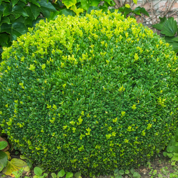 Buis commun - Buxus sempervirens 30 cm en pot