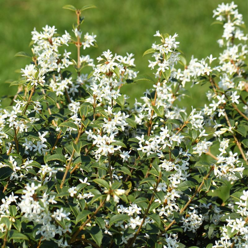 Osmanthe de burkwood - Osmanthus burkwoodii 60cm en pot