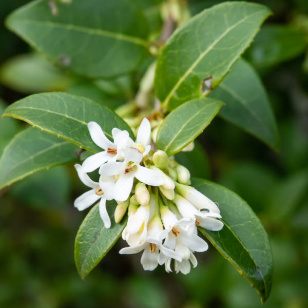 Osmanthe de burkwood - Osmanthus burkwoodii 40cm en pot