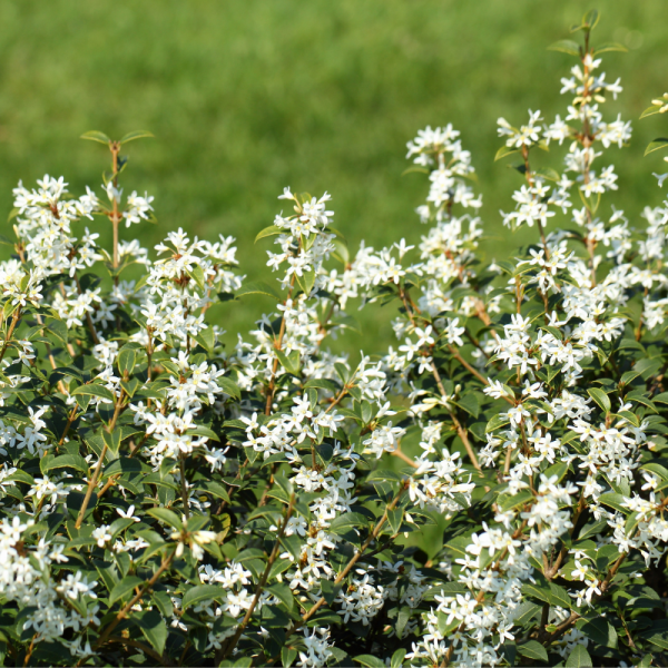 Osmanthe de burkwood - Osmanthus burkwoodii 80cm en pot