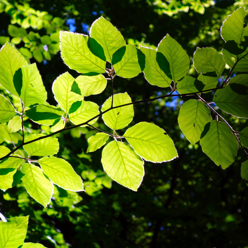 Hêtre commun, Hêtre vert - Fagus sylvatica Atropunicea 80cm Racines nues