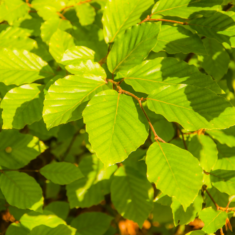 Hêtre commun - Fagus sylvatica 60cm en pot