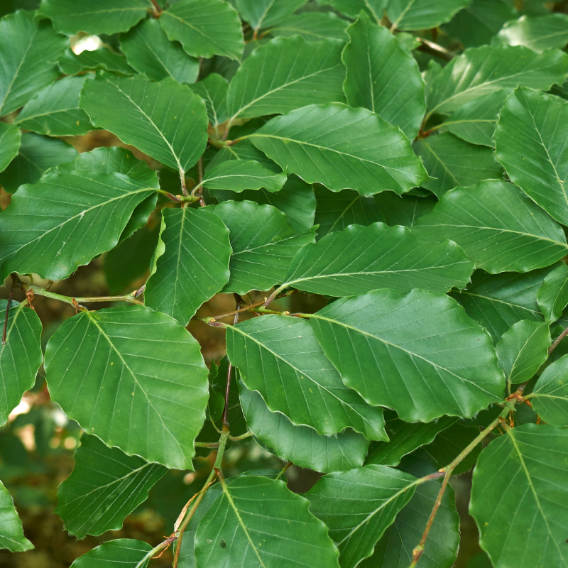 Hêtre commun, Hêtre vert - Fagus sylvatica 60cm Racines nues