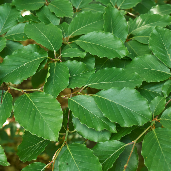 Hêtre commun - Fagus sylvatica 100cm en pot