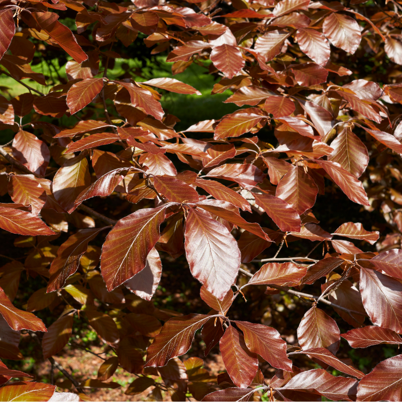 Hêtre pourpre - Fagus sylvatica Atropunicea 80cm en pot