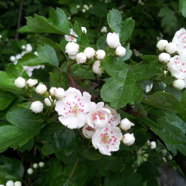 Aubépine monogyne - Crataegus monogyna 100cm Racines nues