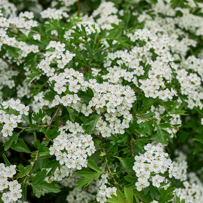 Aubépine monogyne - Crataegus monogyna 60cm en pot