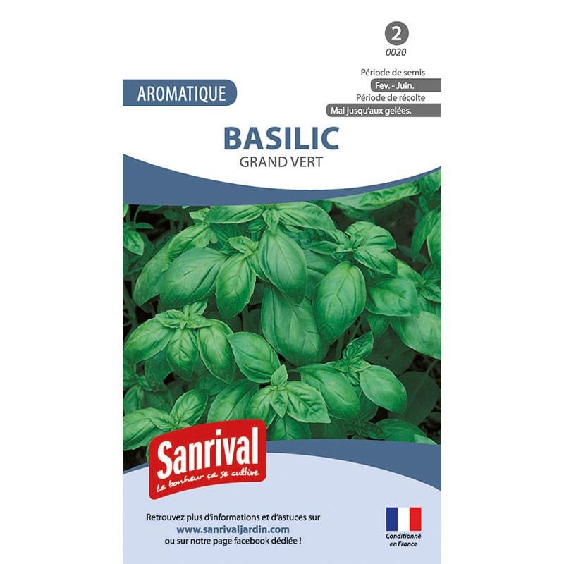 Graines basilic grand vert