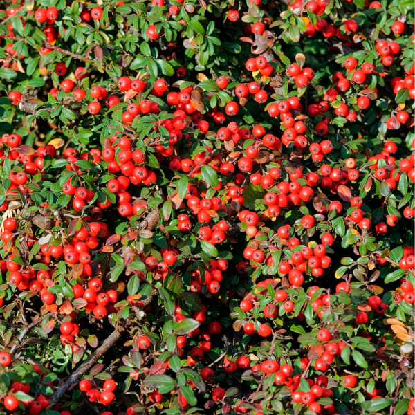 Cotonéastre de Franchet - Cotoneaster franchetii en pot 1,5L