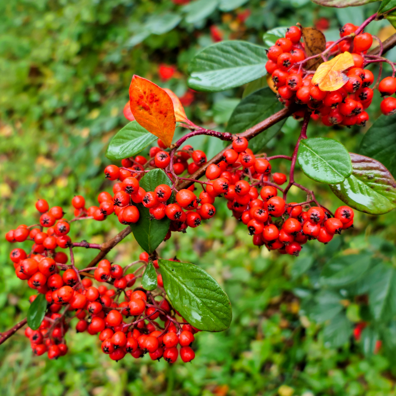 Cotonéaster laiteux - Cotoneaster lacteus en pot 3L