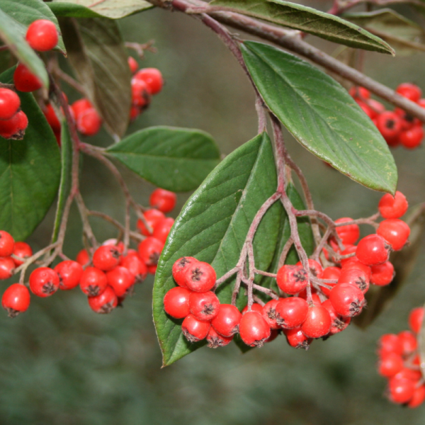 Cotonéastre de Franchet - Cotoneaster franchetii en pot 3L