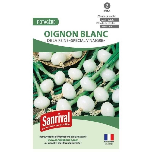 Graines Oignon blanc La reine