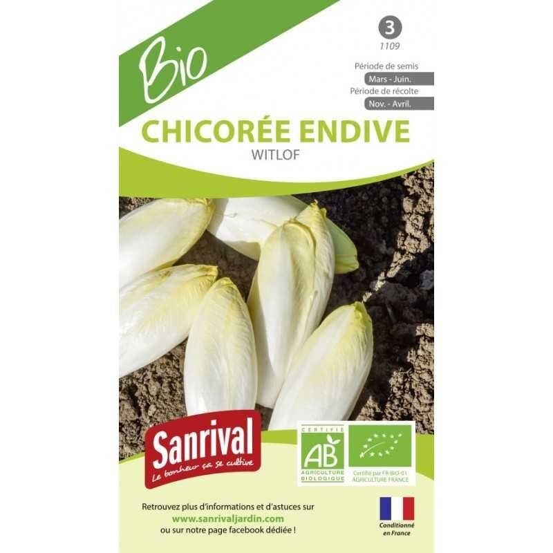 Graines Chicorée Endive Witlof Meilof