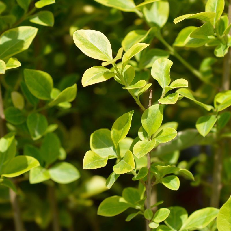 Troène de Californie - Ligustrum ovalifolium 60cm Racines nues