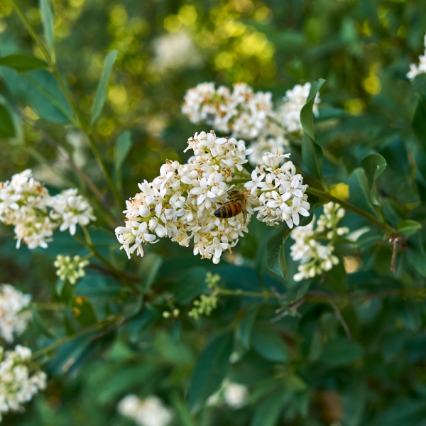 Troène commun Atrovirens - Ligustrum vulgare Atrovirens 60cm Racines nues