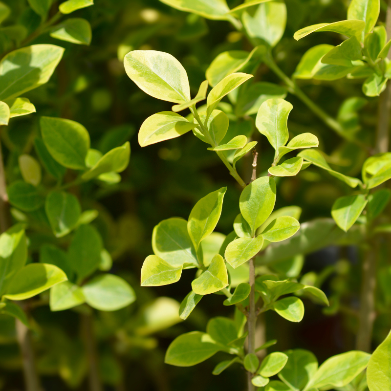 Troène de Californie - Ligustrum ovalifolium 90cm Racines nues