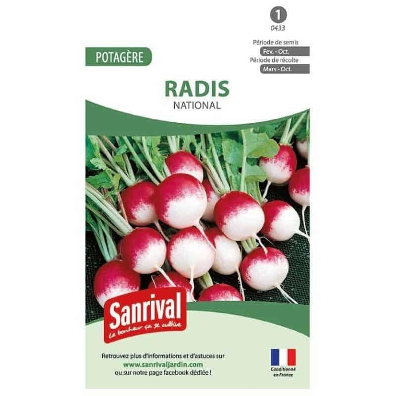 Graine de radis rond à semer