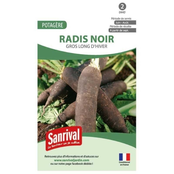 Graines radis noir gros long d'hiver