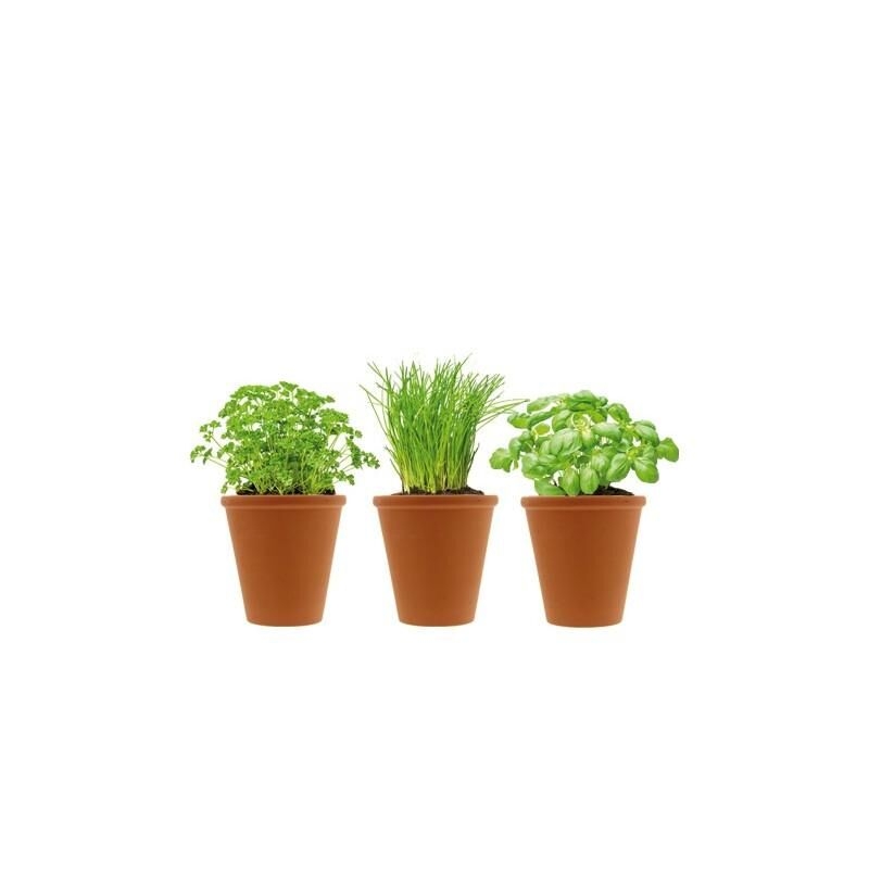 Herbes aromatiques et pots en terre cuite