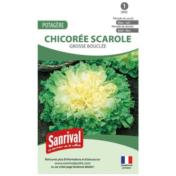 Graines de salade chicorée scarole