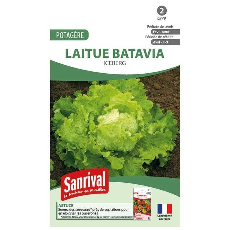 Graines de laitue Batavia Iceberg