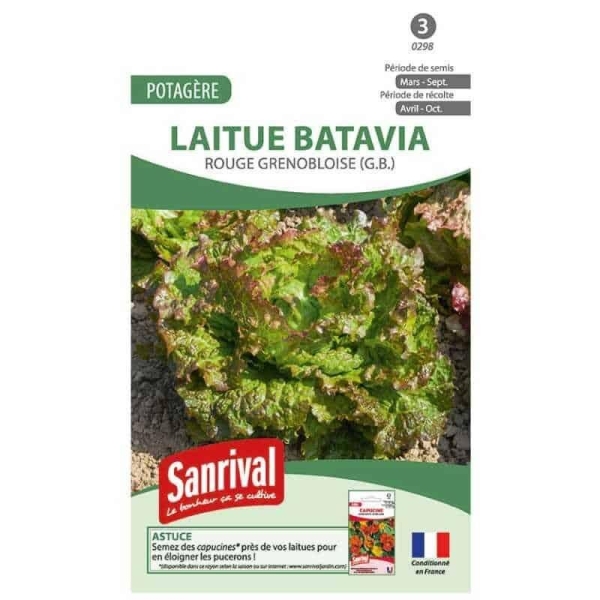 Graines laitue batavia rouge grenobloise