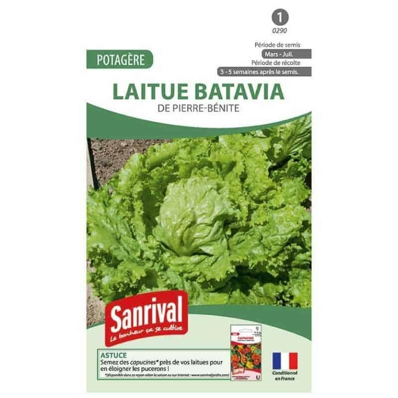 Graines de laitue Batavia Pierre Bénite