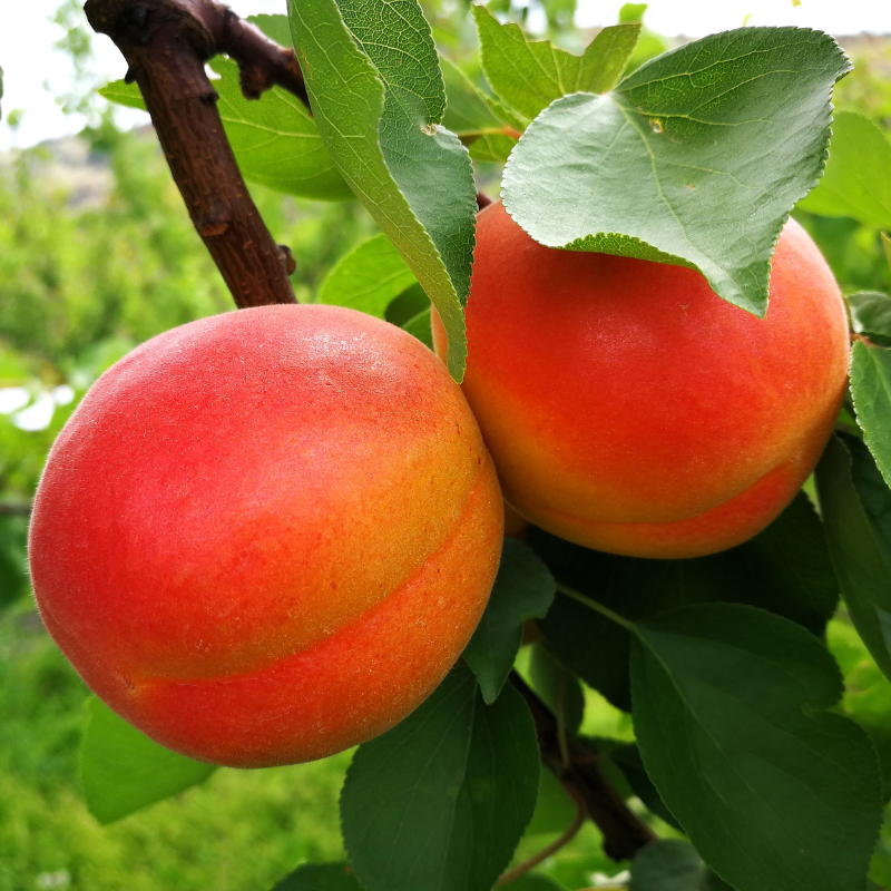 Prunus armeniaca 'Royal' - Abricotier Racines nues