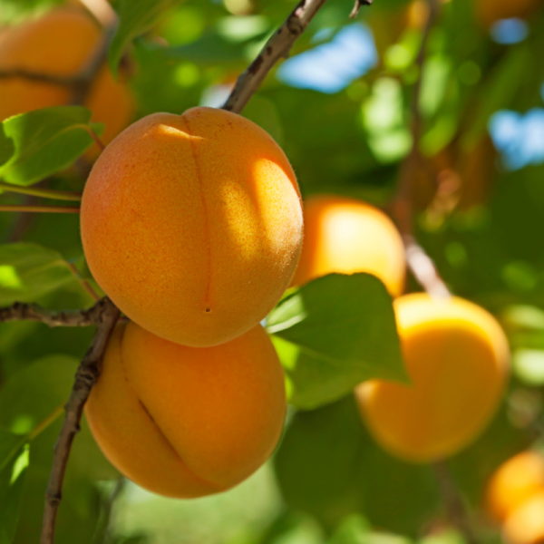 Prunus armeniaca 'Polonais' - Abricotier Racines nues