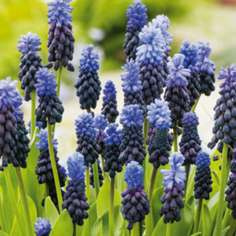 15 Bulbes Muscari Latifolium