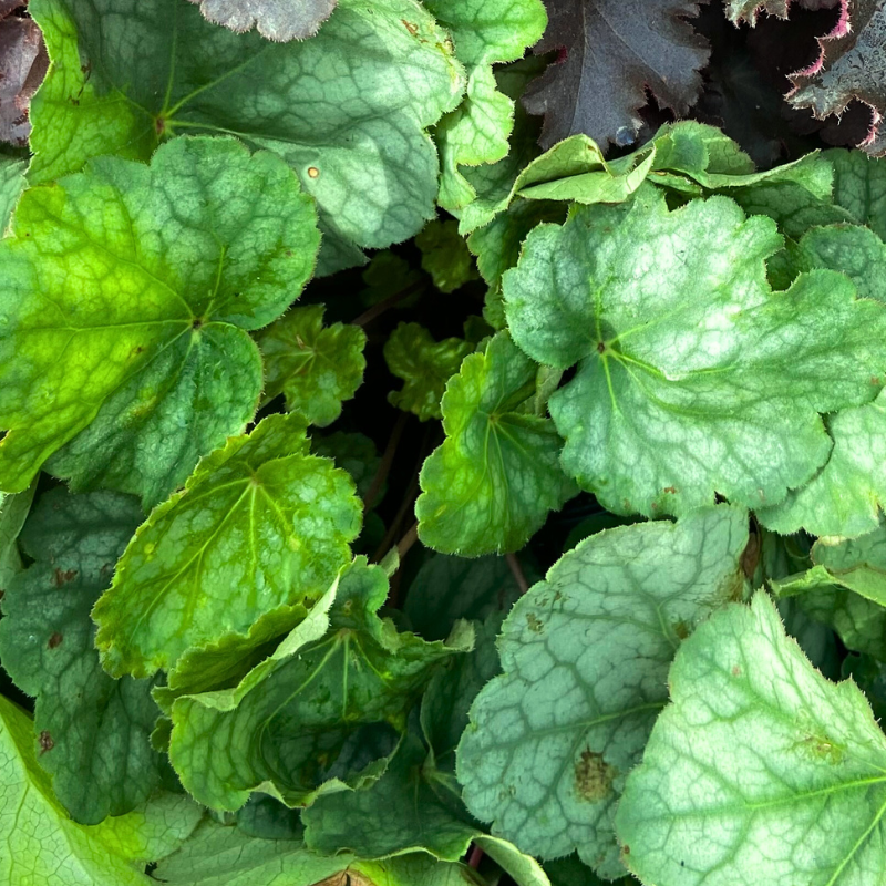 Plante Heuchère verte de semis balcon Pot 10,5cm