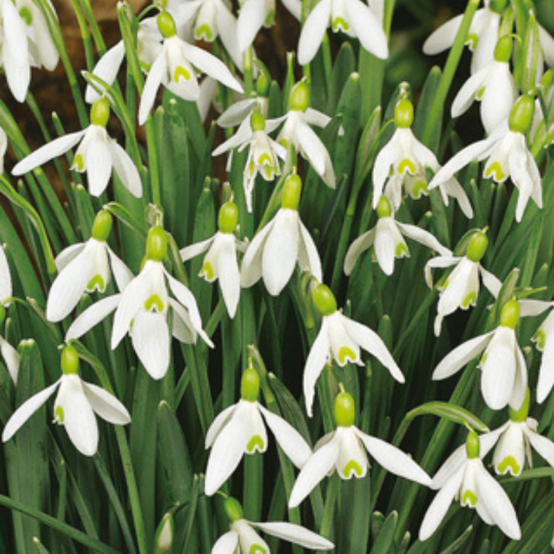 10 Bulbes Galanthus Elwesii