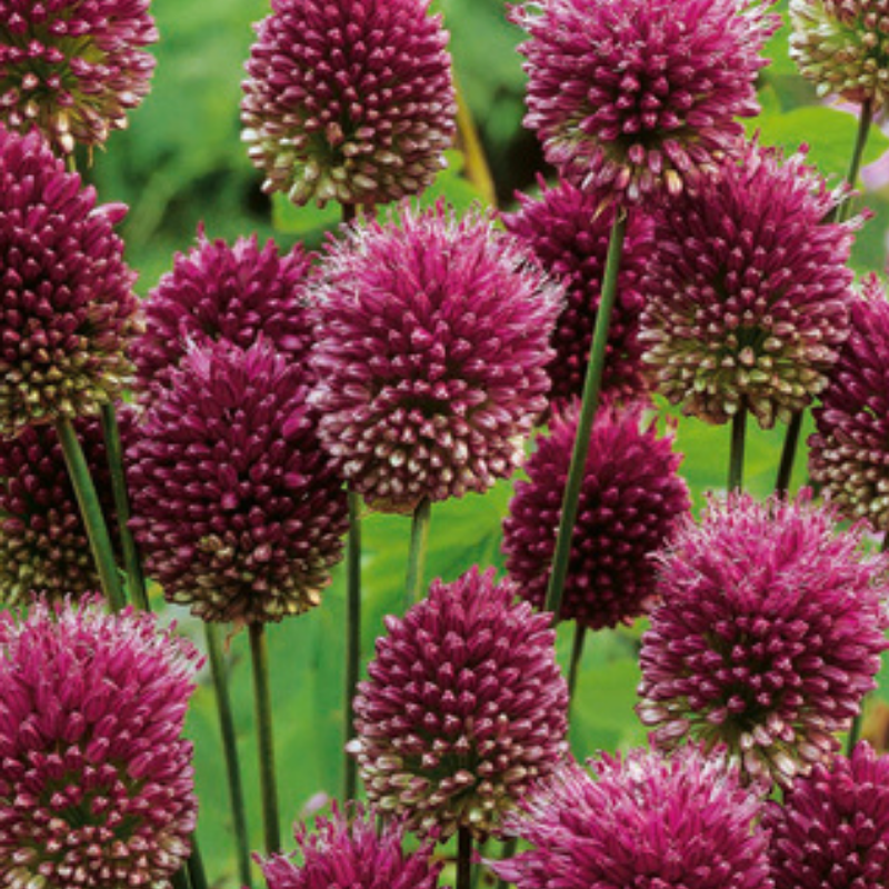 25 Bulbes Allium Sphaerocephalon