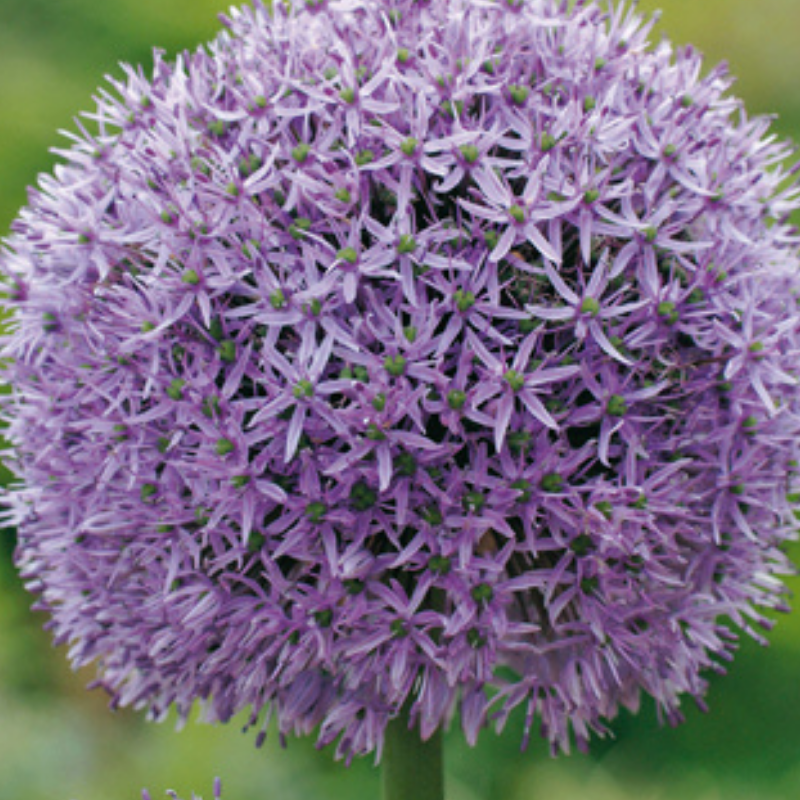 5 Bulbes Allium Gladiator