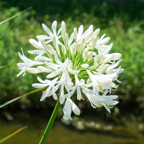 Agapanthe 'Montsapho' Nina® White