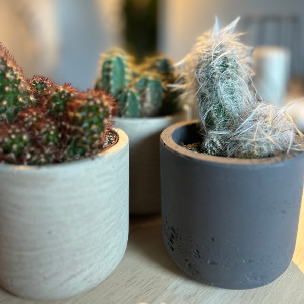 Lot 3 Cactus en pot de 8 cm (A)