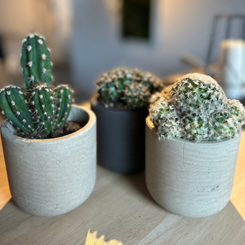 Lot 3 Cactus en pot de 8 cm (B)