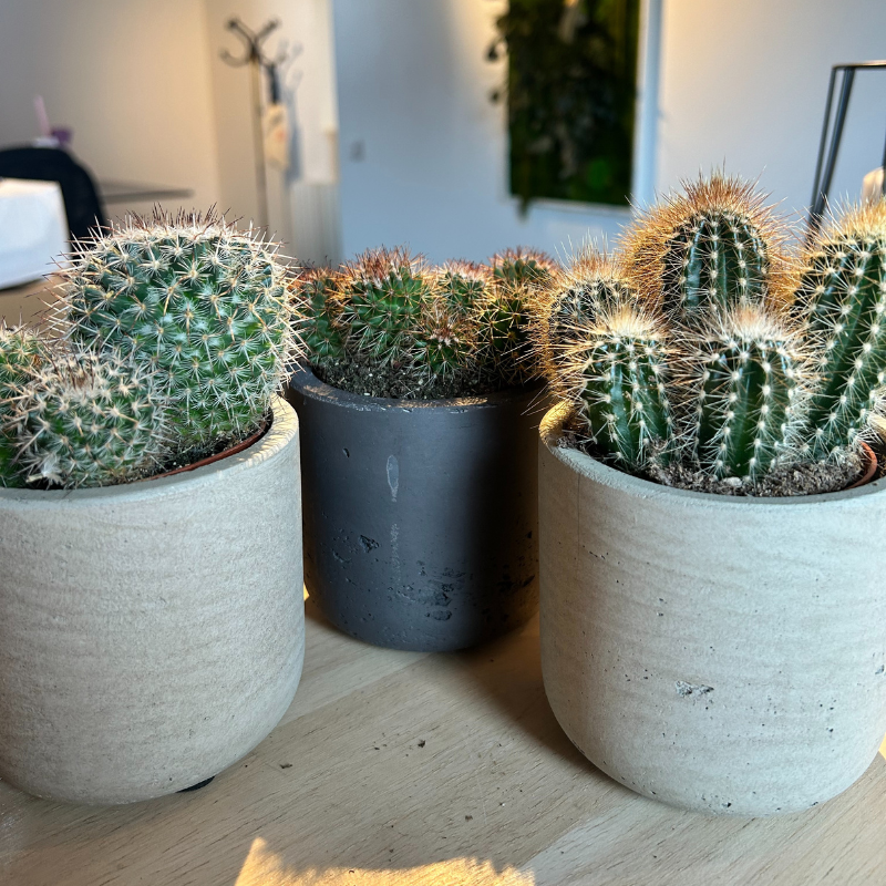 Lot 3 Cactus en pot de 8 cm (C)