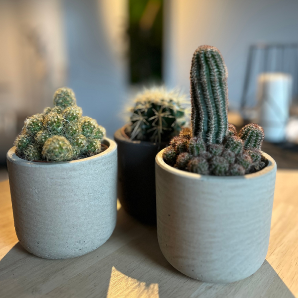 Lot 3 Cactus en pot de 8 cm (D)