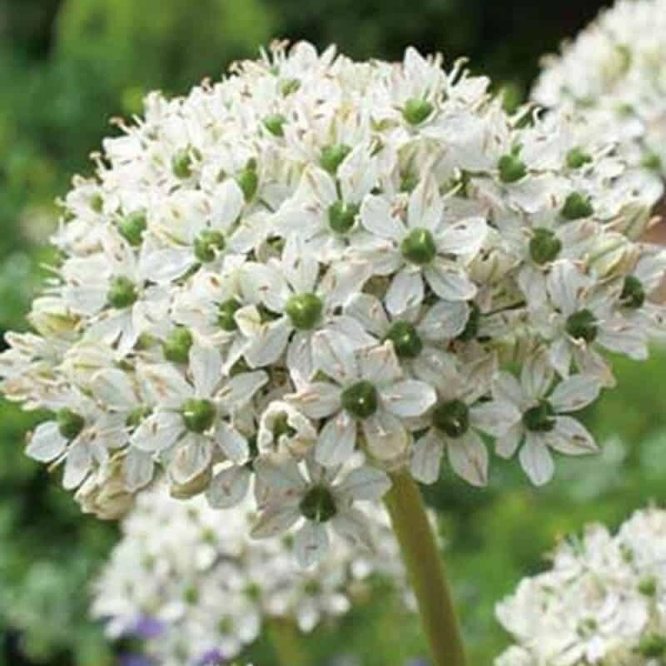 5 bulbes allium Nigrum ail des Indes